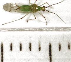 Felisacus elegantulus