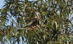 Anthochaera paradoxa