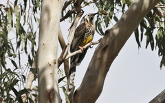 Anthochaera paradoxa