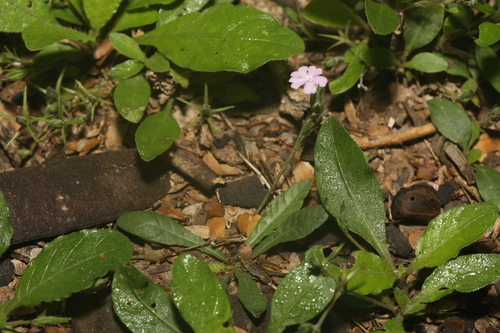 Wheatspike scalystem (Elytraria bromoides)