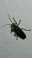 Photurinae