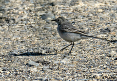 Motacilla alba
