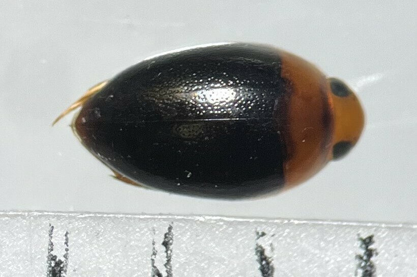 Suphisellus bicolor