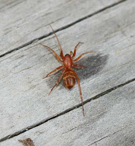 Castianeira trilineata photo 2