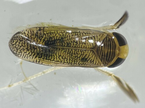 Trichocorixa louisianae