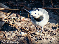 Motacilla alba