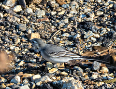 Motacilla alba