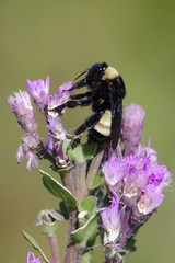 Bombus pensylvanicus image