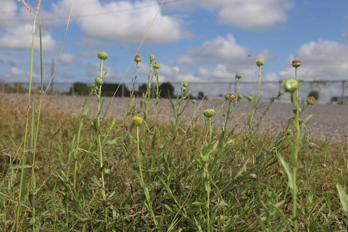 Plains Gumweed (Grindelia oolepis)
