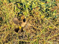 Pycnonotus xanthopygos