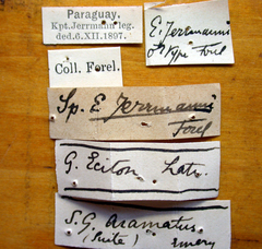 Neivamyrmex jerrmanni