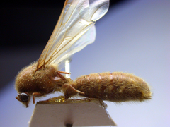 Neivamyrmex jerrmanni