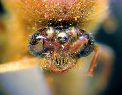 Neivamyrmex jerrmanni