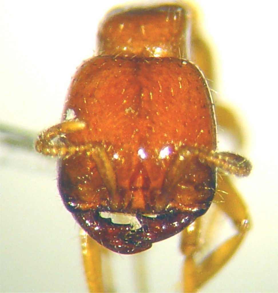 Legionary Ants