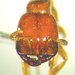 Labidus mars