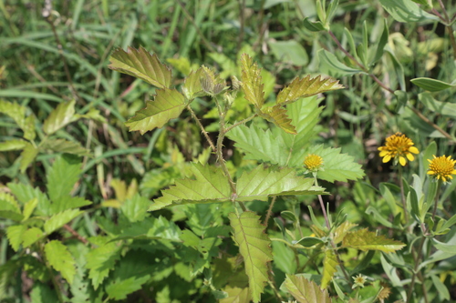 Image of Rio Grande Dewberry (Rubus riograndis) by (c) Reid Hardin, some rights reserved (CC BY)