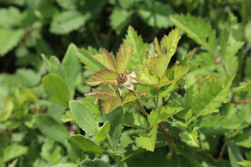 Image of Rubus riograndis by (c) Reid Hardin, some rights reserved (CC BY)