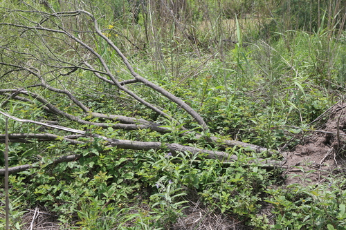 Image of Rubus riograndis by (c) Reid Hardin, some rights reserved (CC BY)