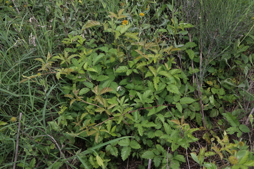 Image of Rio Grande Dewberry (Rubus riograndis) by (c) Reid Hardin, some rights reserved (CC BY)
