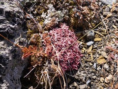 Eriogonum androsaceum