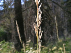 Trisetum canescens