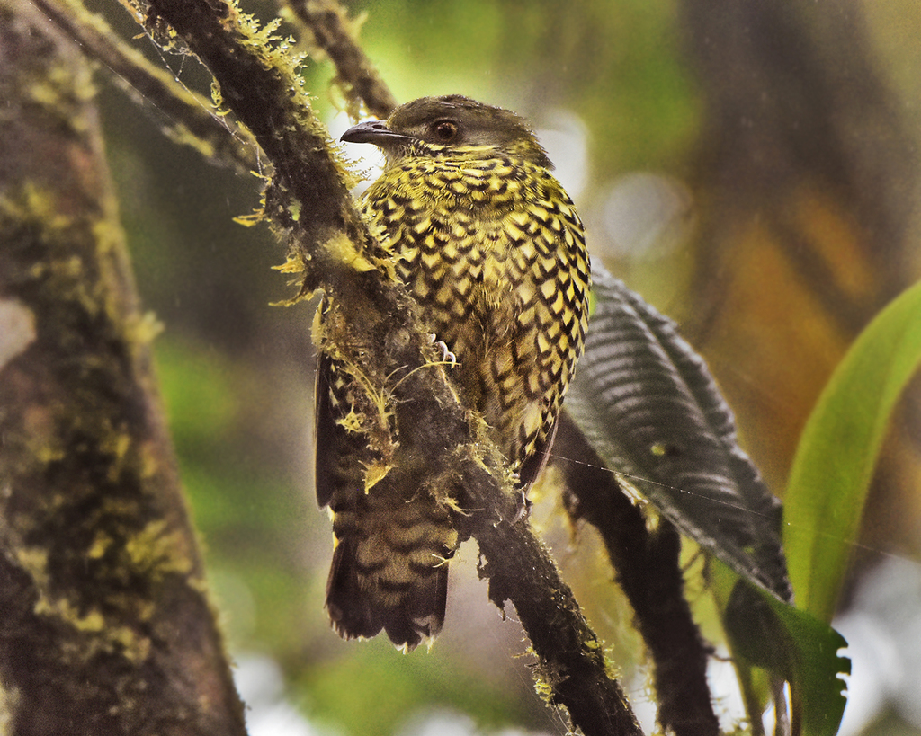 Scaled Fruiteater