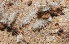 Polyxenida