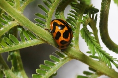 Peltoschema oceanicum