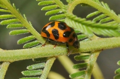 Peltoschema oceanicum