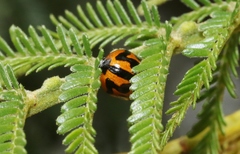 Peltoschema oceanicum