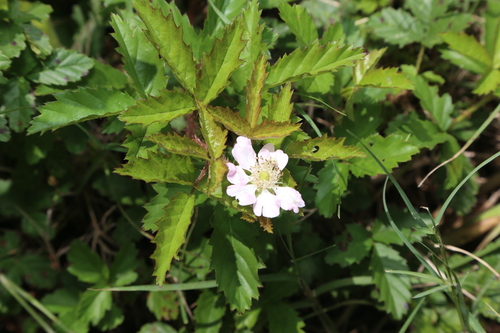 Image of Rio Grande Dewberry (Rubus riograndis) by (c) Reid Hardin, some rights reserved (CC BY)