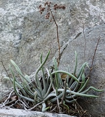 Dudleya densiflora