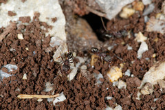 Rhytidoponera tasmaniensis