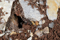 Rhytidoponera tasmaniensis