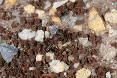 Rhytidoponera tasmaniensis