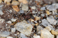 Rhytidoponera tasmaniensis