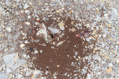 Rhytidoponera tasmaniensis