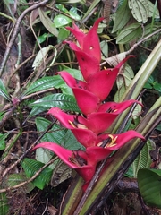 Image of Heliconia bella