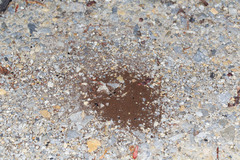 Rhytidoponera tasmaniensis