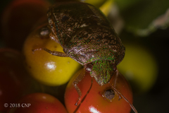 Diolcus chrysorrhoeus