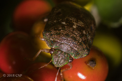 Diolcus chrysorrhoeus