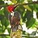 Guayaquil Woodpecker - Photo (c) Dave Wendelken, some rights reserved (CC BY-NC), uploaded by Dave Wendelken