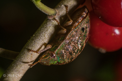 Diolcus chrysorrhoeus