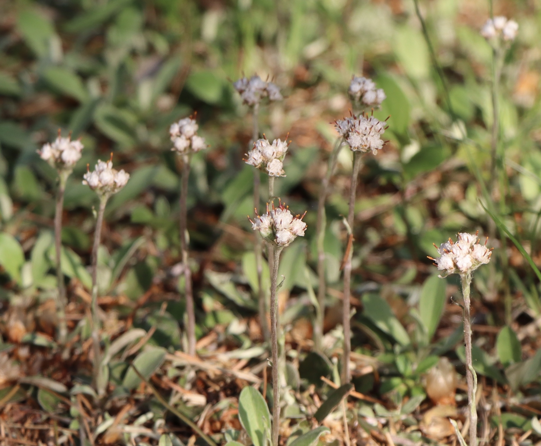 Antennaria neglecta