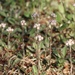 Antennaria neglecta - Photo (c) Jennifer Danhaus,  זכויות יוצרים חלקיות (CC BY-NC), הועלה על ידי Jennifer Danhaus