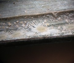 Rastrococcus asteliae