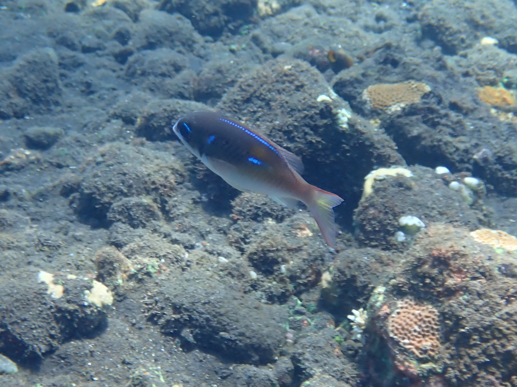 oblique-barred monocle bream