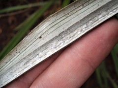 Rastrococcus asteliae