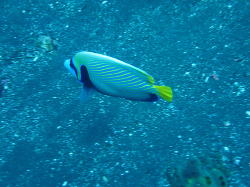Emperor Angelfish (Pomacanthus imperator)