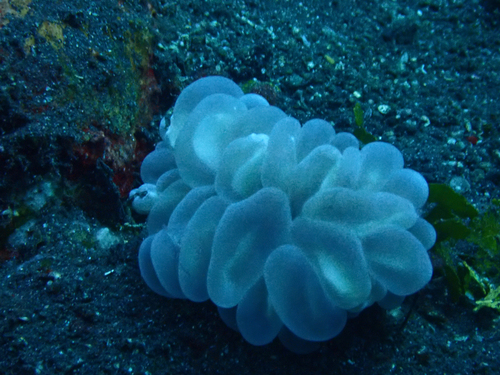 Bubble Coral (Plerogyra sinuosa)